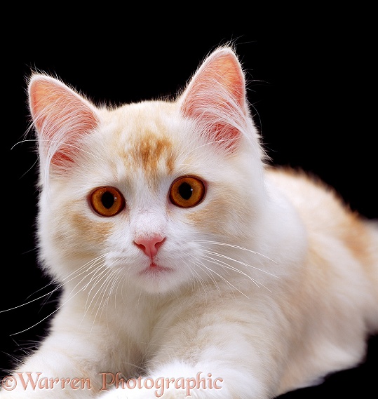 Cream Chinchilla-cross cat, 5 months old, on black background