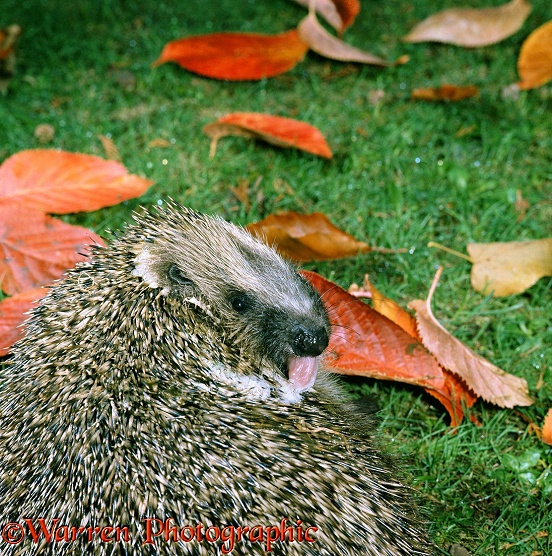 Hedgehog (Erinaceus europaeus) self-anointing, raising the skin of its back into ridges and twisting round to flick saliva onto its prickles with its long tongue.  Europe
