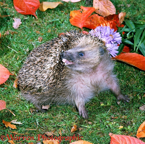 Hedgehog (Erinaceus europaeus) self-anointing, raising the skin of its back into ridges and twisting round to flick saliva onto its prickles with its long tongue