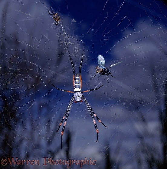 Orb-web spider female being approached by a Bluebottle Fly.  Africa