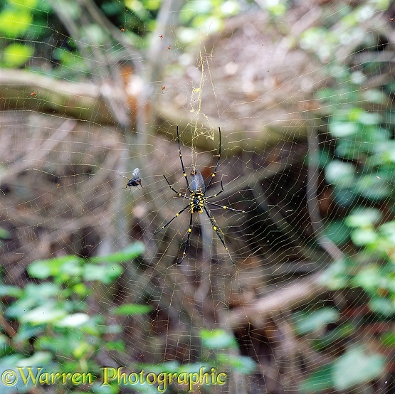 Golden Orb-web Spider female being approached by a Bluebottle Fly