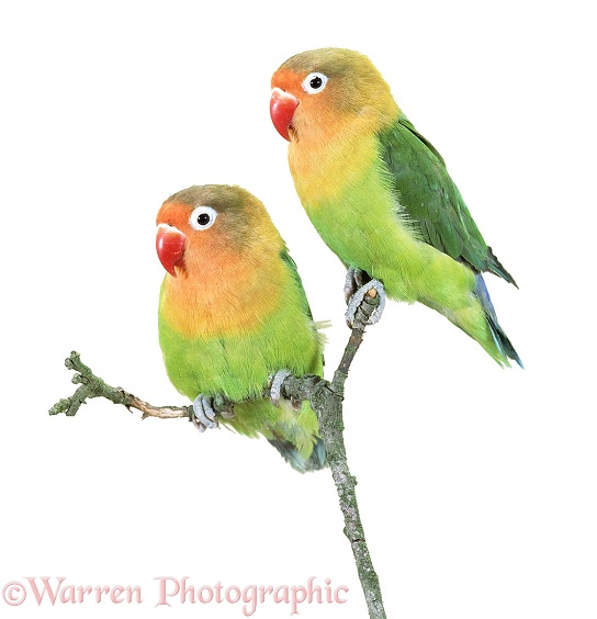 Fischer's Lovebird (Agapornis fischeri).  Africa, white background