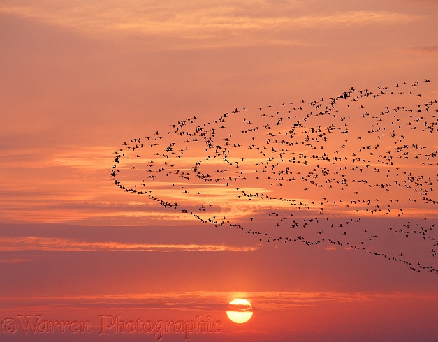 Lesser Flamingos (Phoeniconaias minor) migrating at sunset.  Africa