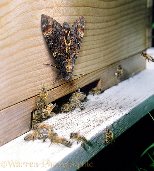 Death's Head Hawkmoth (Acherontia atropos) at entrance to Honey Bees' hive