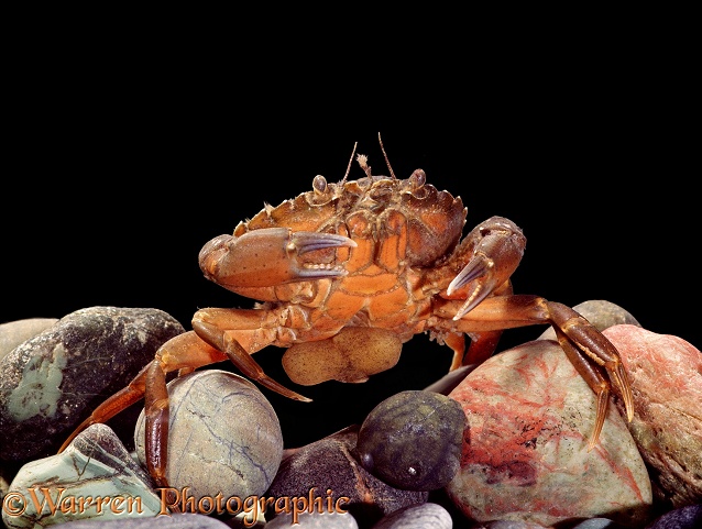 Shore Crab (Carcinus maenas), female parasitised by Saculina