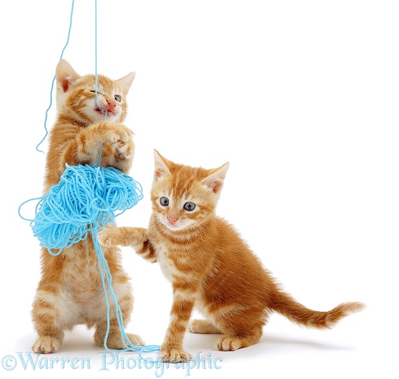 A pair of ginger kittens play with a ball of wool, white background