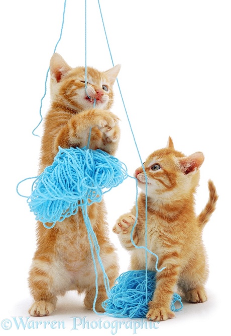 A pair of ginger kittens play with a ball of wool, white background