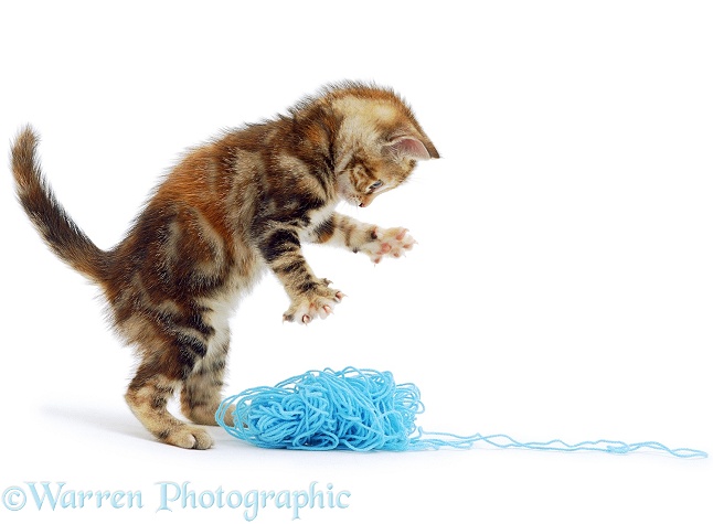 A tabby tortoiseshell kitten plays with a ball of wool, white background
