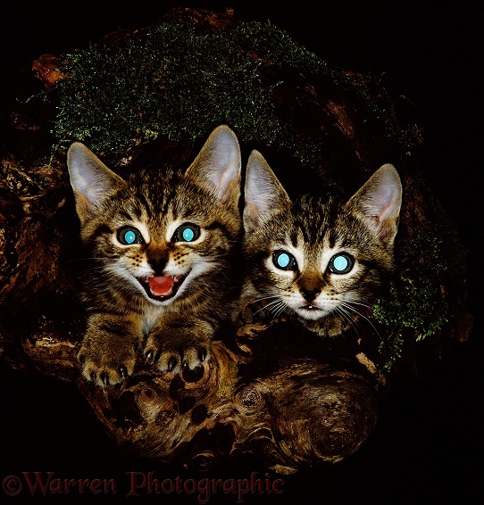 Feral tabby kittens looking out of a hollow log at night, showing eye-shine