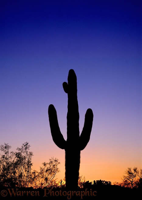 Saguaro Cactus (Carnegiea gigantia) at sunset.  Sonoran Desert, N. America