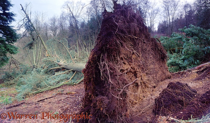 Tree felled by a landslide.  Surrey, England
