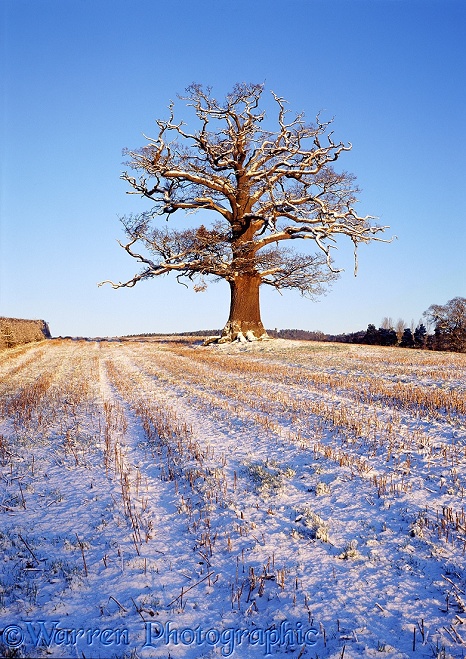 English Oak (Quercus robur).  Surrey, England