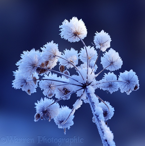 Hogweed (Heracleum sphondylium) deadhead with frost 'flowers'.  Surrey, England