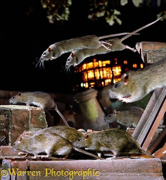 Brown Rats (Rattus norvegicus) fleeing during an earthquake