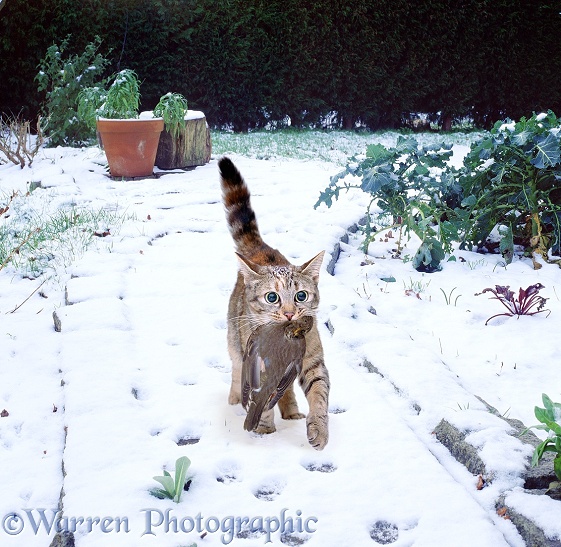 Tabby cat, Dainty, coming up the garden path with a captured Redwing (Turdus iliacus)