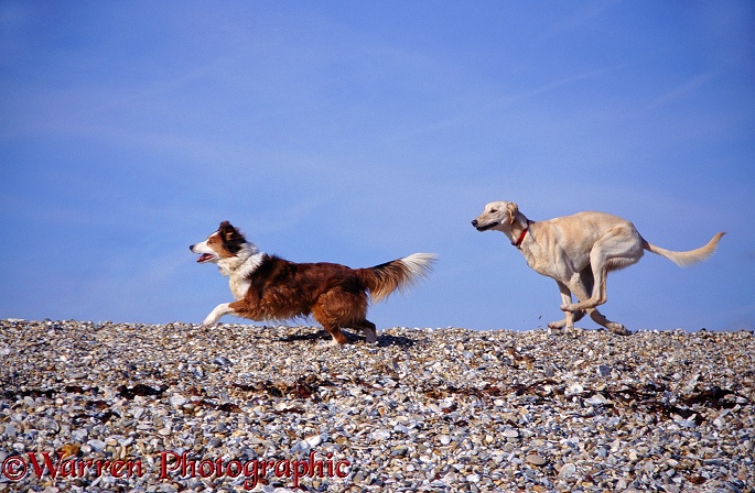 Saluki Lurcher, Swift, chasing Border Collie, Lark, along a shingle beach