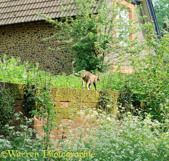 Tabby-tortoiseshell cat, Poppy, walking along a wall