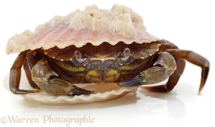 Shore Crab (Carcinus maenas) coming out of hiding in an empty scallop shell, white background