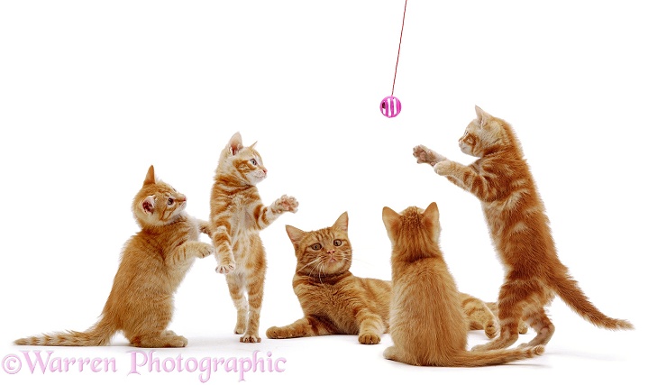 A mother cat with playful ginger kittens, white background