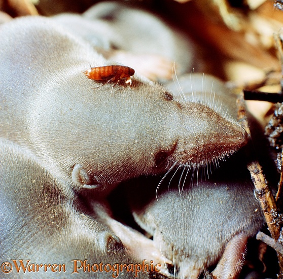 Flea on the head of a baby Common Shrew (Sorex araneus)