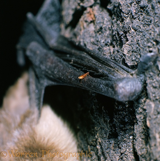 Flea on the forearm of a Serotine Bat (Eptesicus serotinus)