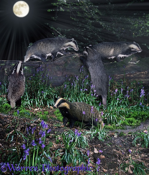 Group of Badgers (Meles meles) by moonlight.  Europe