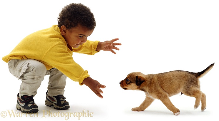Two year old Jumaane with Lakeland Terrier x Border Collie puppy, Joker, 4 weeks old, white background