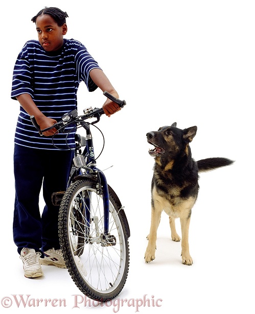 Boy, Laurrie, 11 years old, with adult German Shepherd Dog, Inca, white background