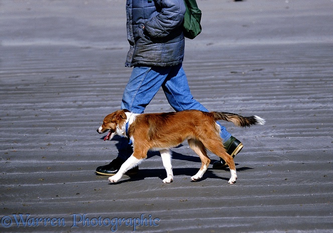 Border Collie, Bobby, walking to heel on a sandy beach