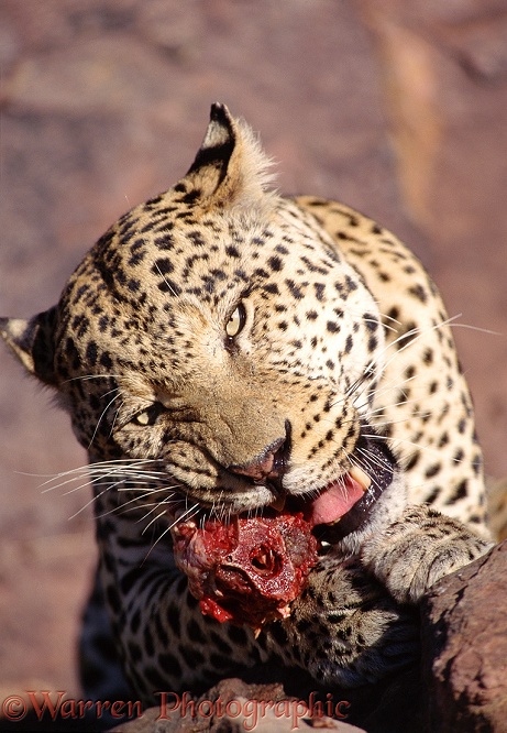 Leopard (Panthera pardus) feeding.  Africa