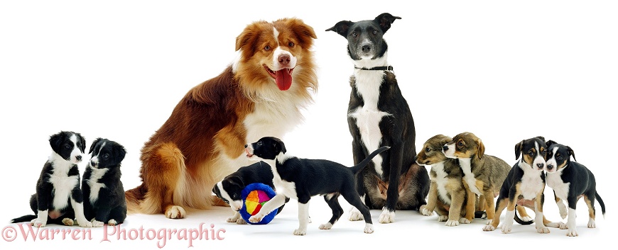 Red tricolour Border Collie dog, Brak, with Collie x Doberman bitch, Megan, and their eight pups, 6 weeks old, white background
