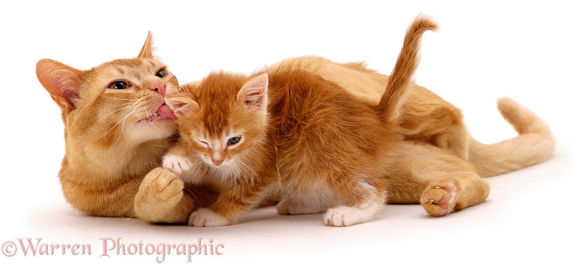 Red Burmese father cat, Ozzie, licking his kitten, white background