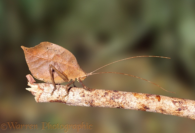 Leafy Katydid (unidentified).  Costa Rica