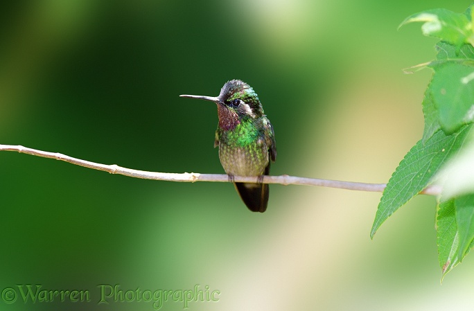 Hummingbird.  Costa Rica