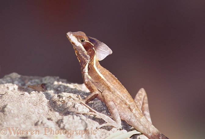 Brown Basilisk or Jesus Christ Lizard (Basiliscus basiliscus).  Central America