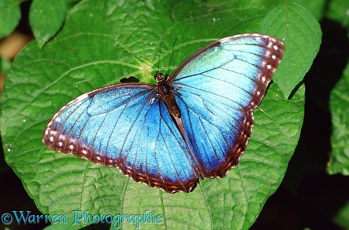 Morpho Butterfly (Morpho peleides). Costa Rica