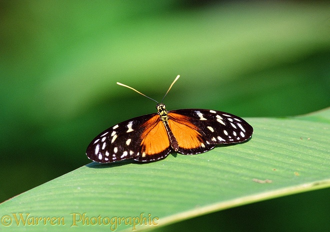 Tiger Longwing Butterfly (Heliconius hecale).  Costa Rica