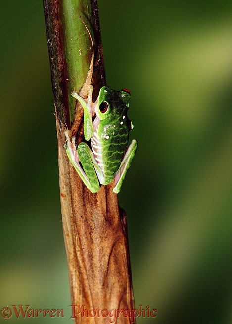 Red-eyed Tree Frog (Agalychnis callidryas).  Central America