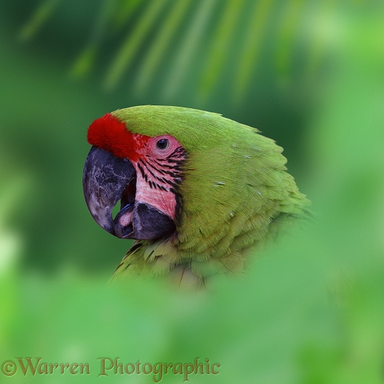 Buffon's Macaw (Ara ambigua).  Central & South America