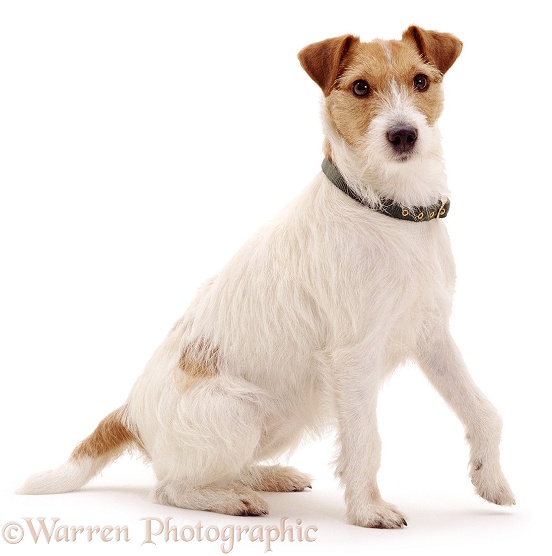 Jack Russell Terrier bitch, Teazel, white background