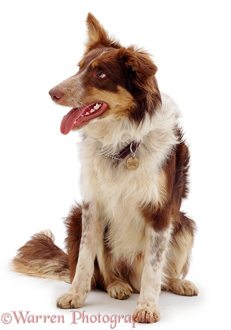 Red tricolour Border Collie, Chester, sitting, white background