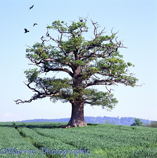 English Oak (Quercus robur) - Spring (06-05-2000).  Surrey, England