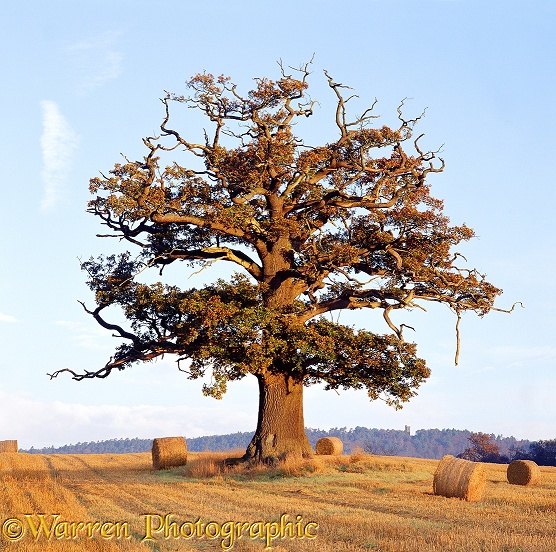 English Oak (Quercus robur) - Autumn 2000.  Surrey, England