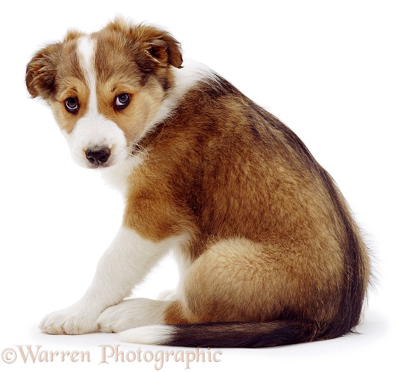 Sable Border Collie puppy, Spex, sitting. 9 weeks old, white background