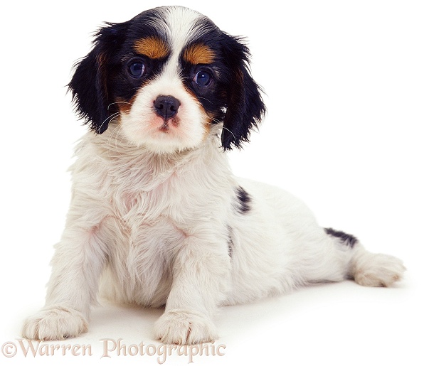 Tricolour Cavalier King Charles Spaniel pup, 8 weeks old, white background