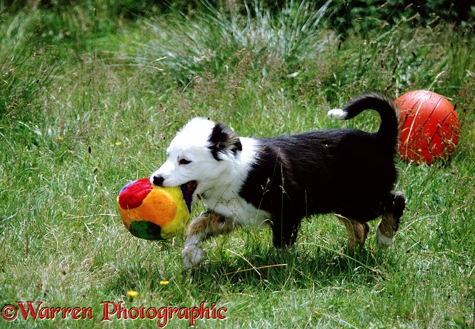 Border Collie puppy, Maggie, playing with a fluffy ball