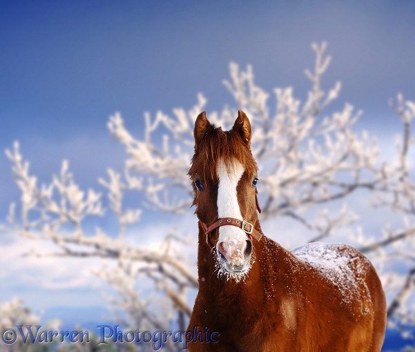 Chestnut horse with snowy muzzle