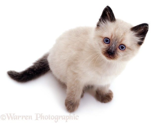 Colourpoint Siamese kitten looking up, white background