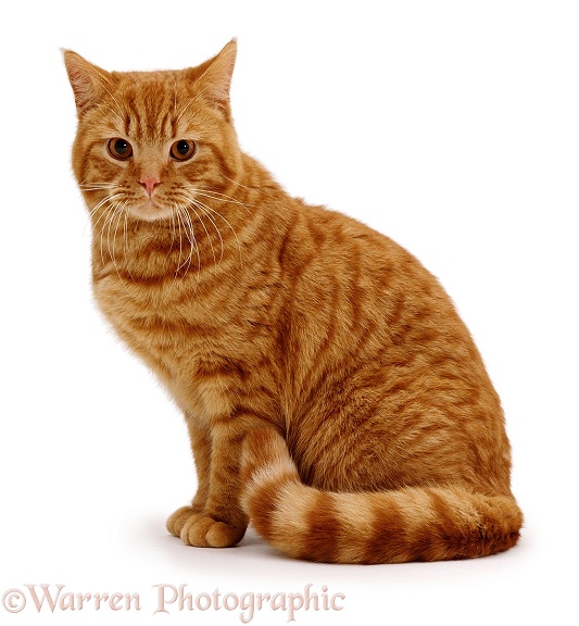 British Shorthair Red Spotted male cat, Highlander, white background