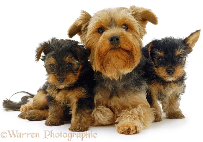 Yorkie and pups, white background